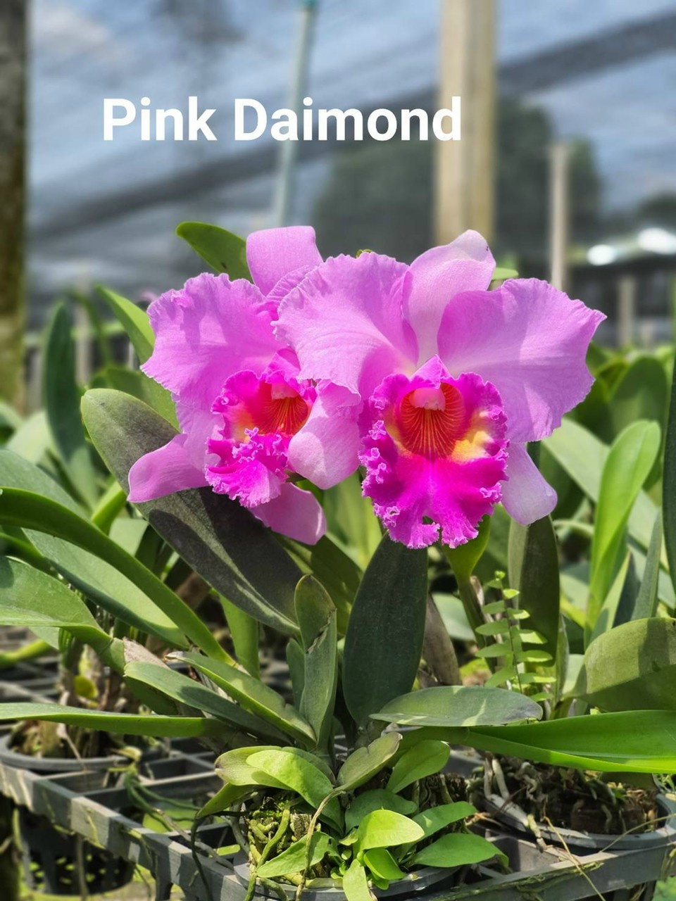 Hoa lan cattleya: pink daimond- chậu trưởng thành