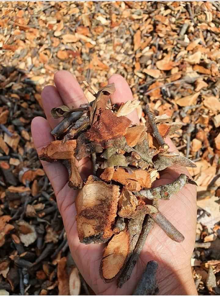 CÂY TẦM GỬI GẠO 1KG