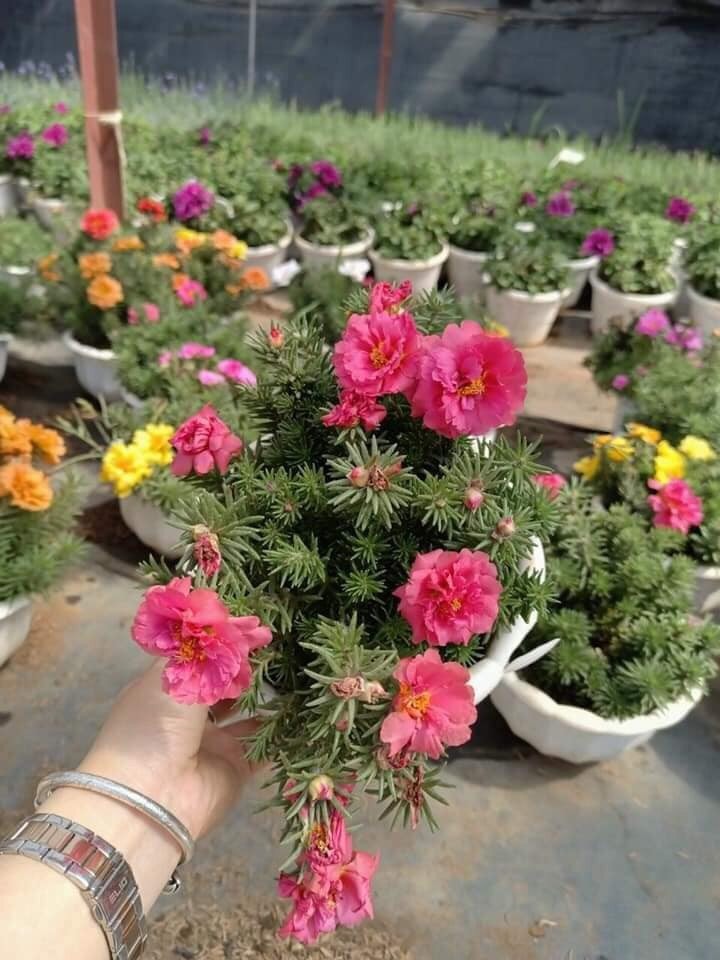 Chậu cây hoa mười giờ Mỹ - Giao chậu mix màu cho hoa to đẹp