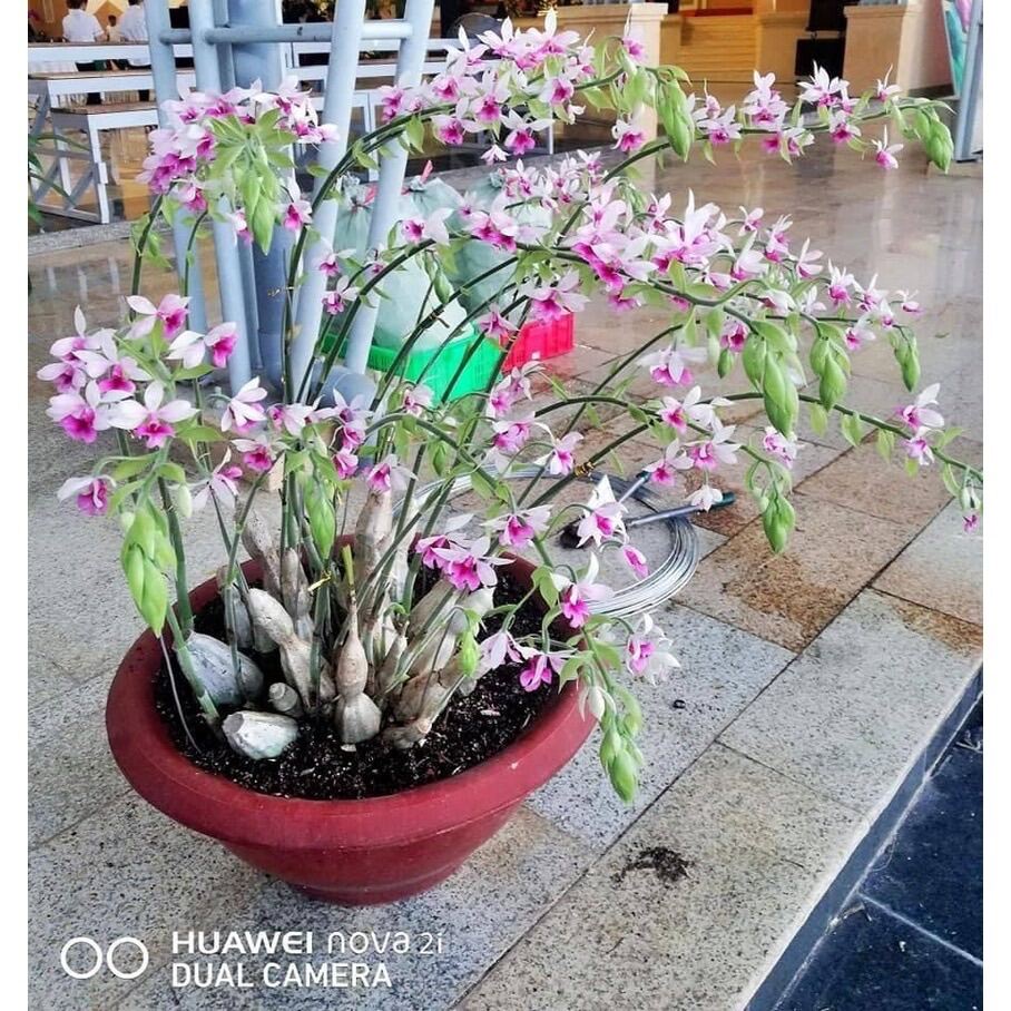 Củ hoa lan bầurượi hoa tết