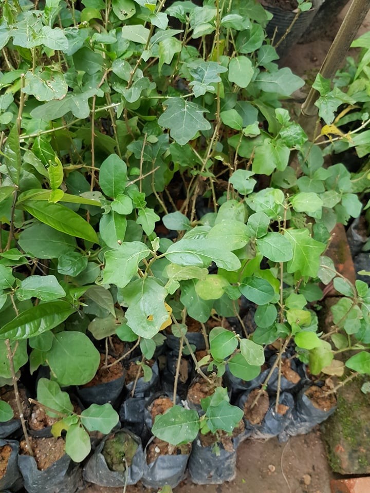 kUUJtn_simg_d0daf0_800x1200_max.jpg