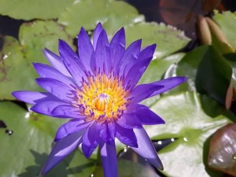 (Chỉ gưi miền bắc - trung )( RẺ VÔ ĐỊCH)-  Cây Hoa súng thái lan tím huế