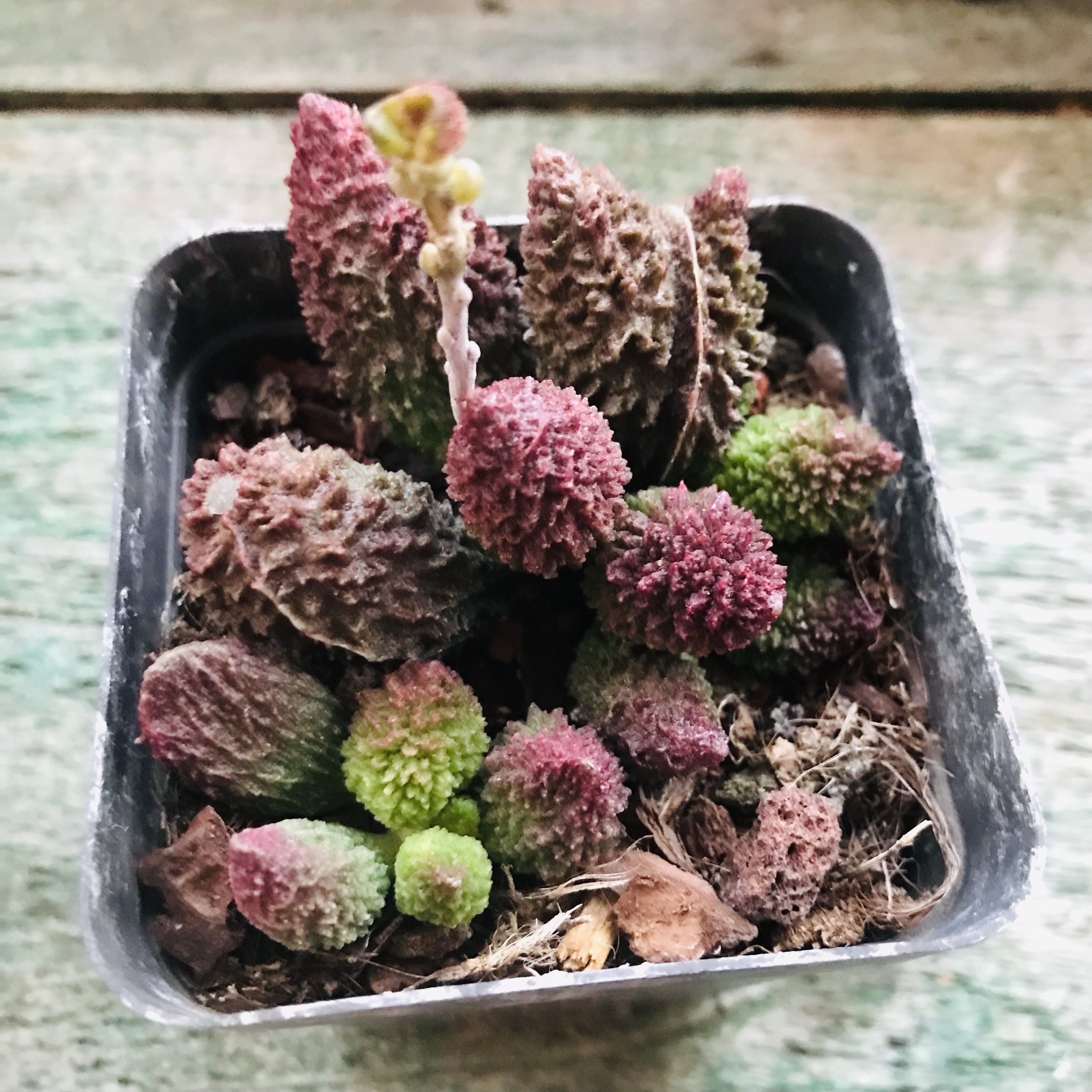 Sen đá khổ qua Adromischus marianae v. herrei ~7cm