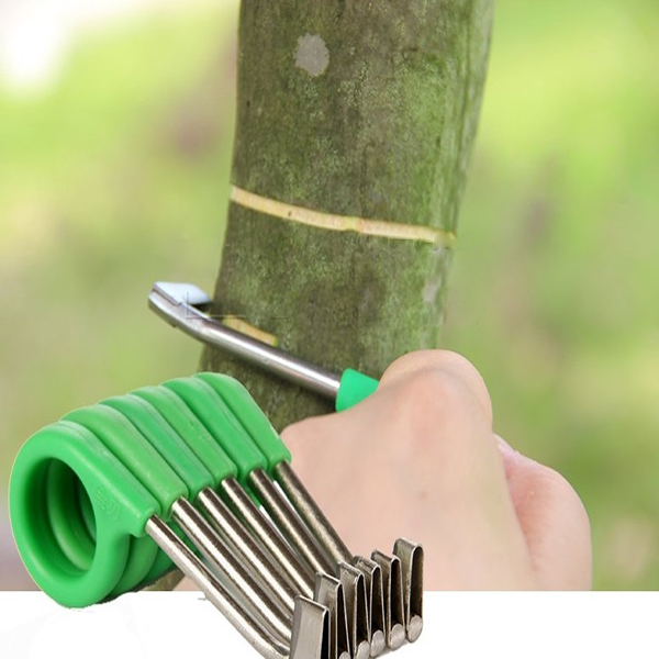 KHOANH VỎ CÂY KÍCH RA HOA KẾT TRÁI LOẠI NHỎ 0ly,2ly,3ly,4ly,5ly