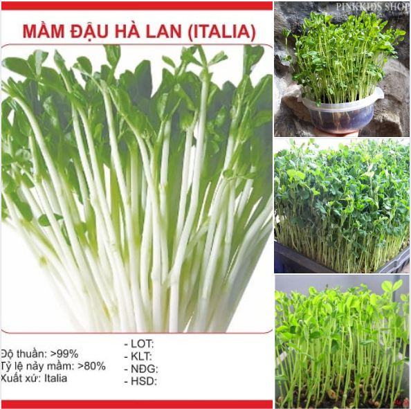 "Gói 50Gr Hạt " Hạt Giống Mầm Đậu Hà Lan ( ITALIA )