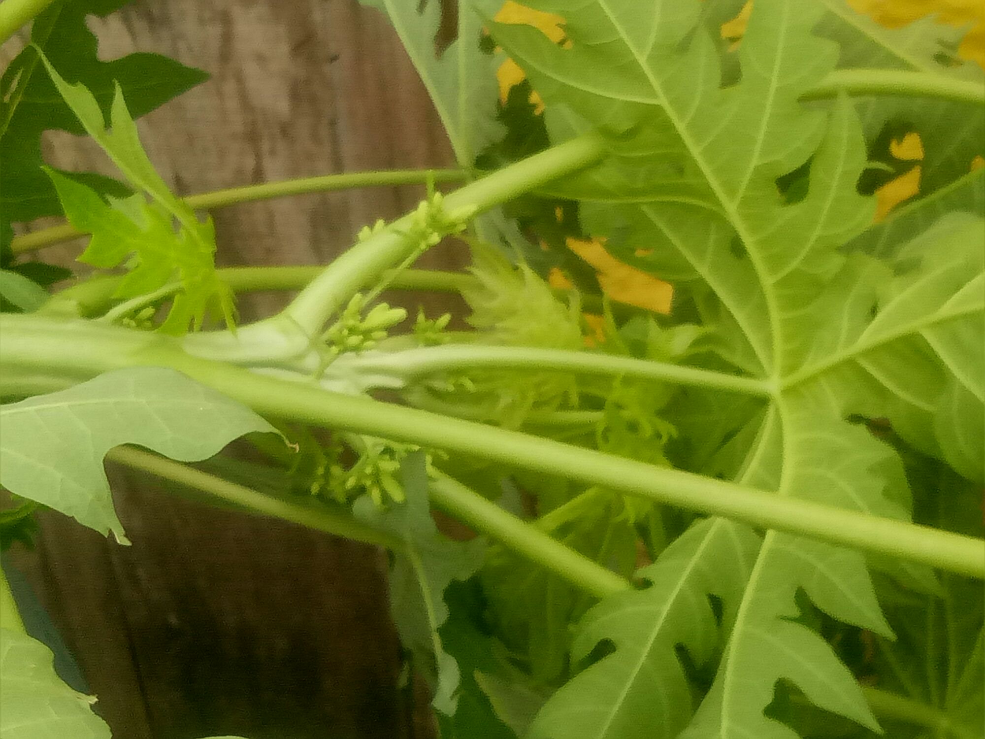 đu đủ đực hữu cơ 100% vườn nhà em.