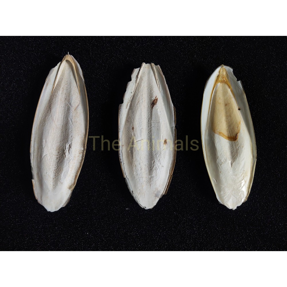Nang mực bổ sung canxi cho chim, vẹt, bồ câu 15cm