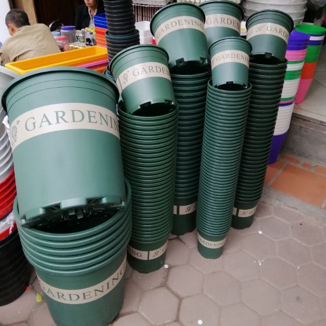 Combo 5 chậu 5gallon monrovia siêu đẹp
