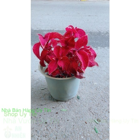Cây lá gấm đỏ