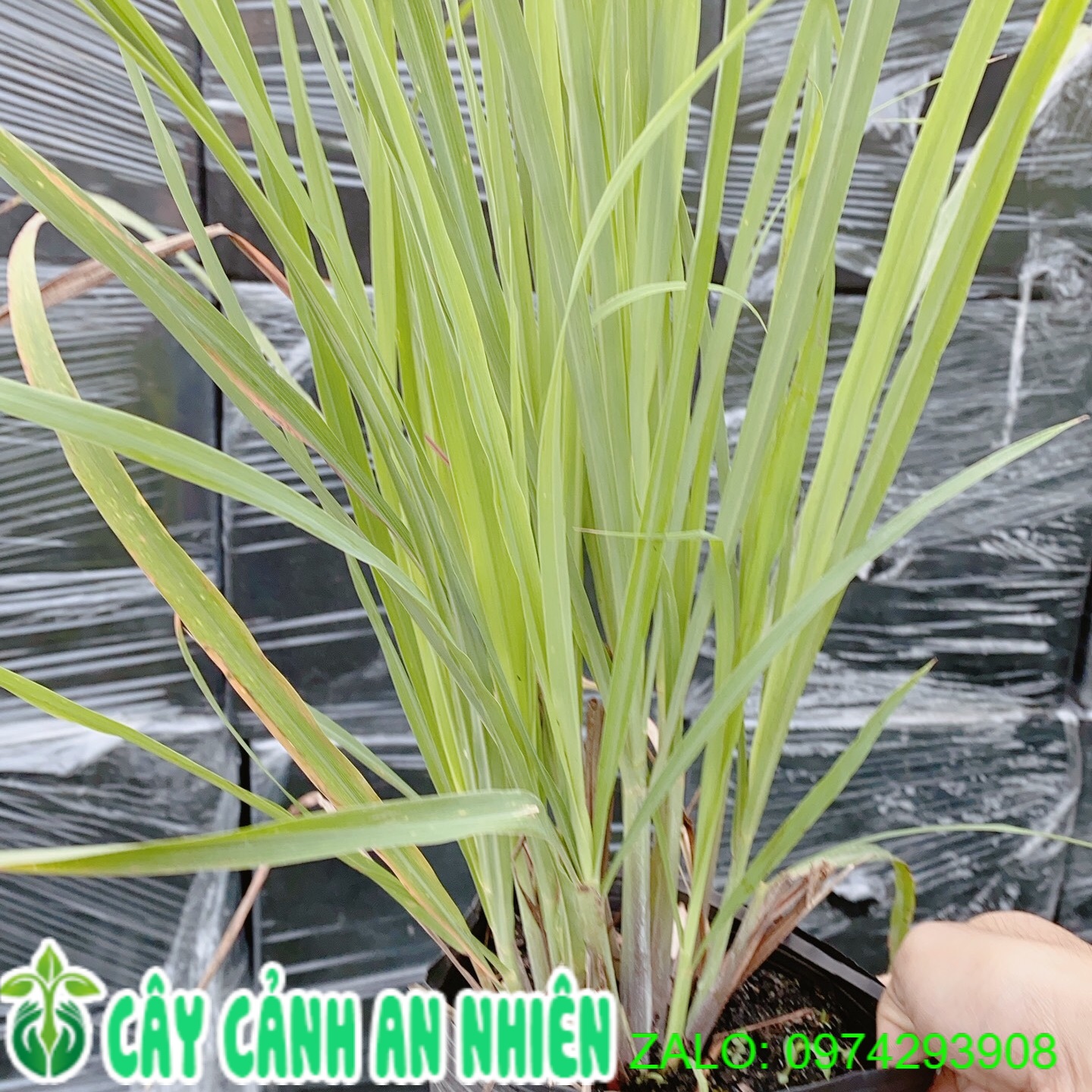 Bụi cây sả