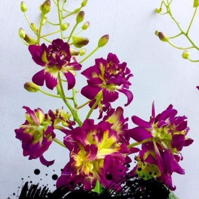 Denro hoa hồng trưởng thành (denro mặt quỷ)