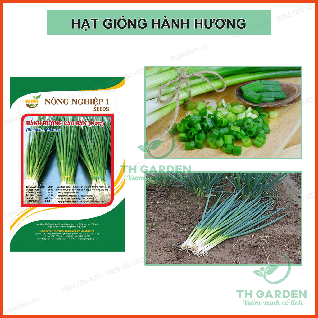 Hạt Giống Hành Lá ( Hành Hương) Cao Sản, Rất Dễ Trồng Tại Nhà - 5gram
