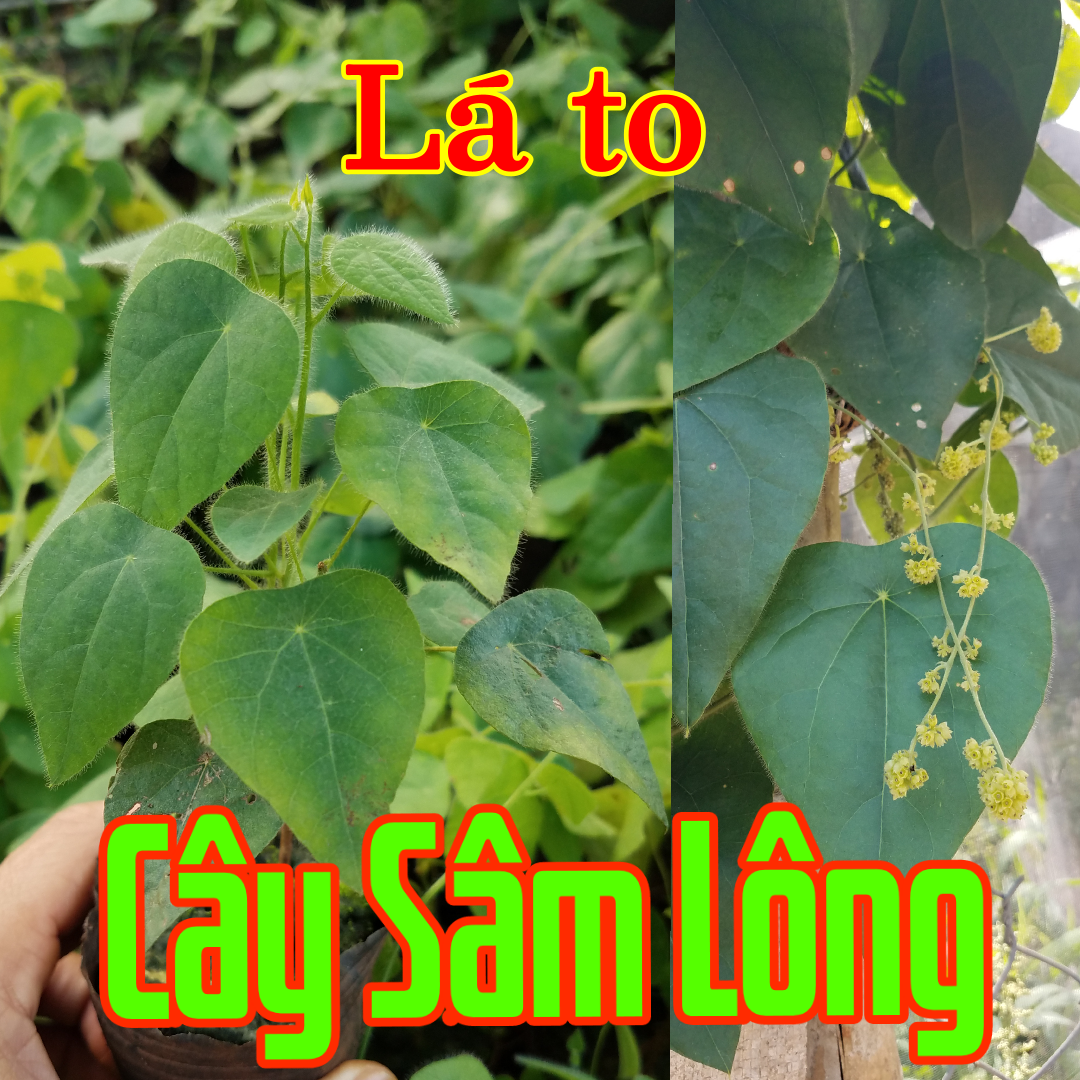 Cây sâm lông, (1 cây), làm thạch, cây sâm rừng, cây nhân sâm làm thạch