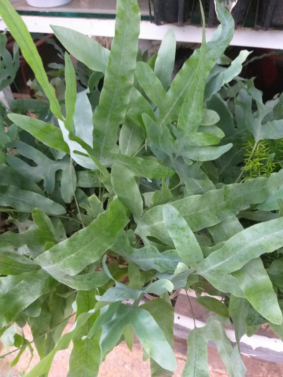 Dương Xỉ Bạc - Blue Star Fern chậu nhỏ