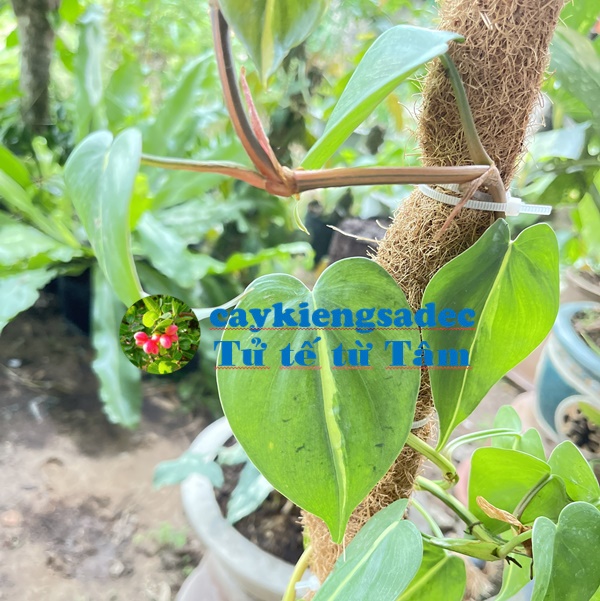 caykiengsadec - Trầu bà tim lá var + tặng phân bón cho cây khỏe - hoa kiểng lá - trang trí nội thất cảnh quan sân vườn ngoài trời
