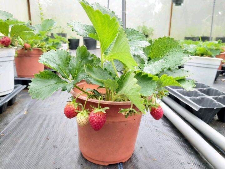 [ MUA 5 TẶNG 1 🍓] 1 Cây Dâu Tây Giống Nhật Chịu Nhiệt F1, Cây To, Ổn Định 💁