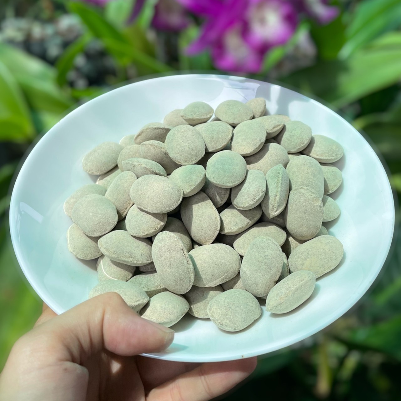Phân bón gốc - hạt bàng - nhật nurseryace 12-6-6