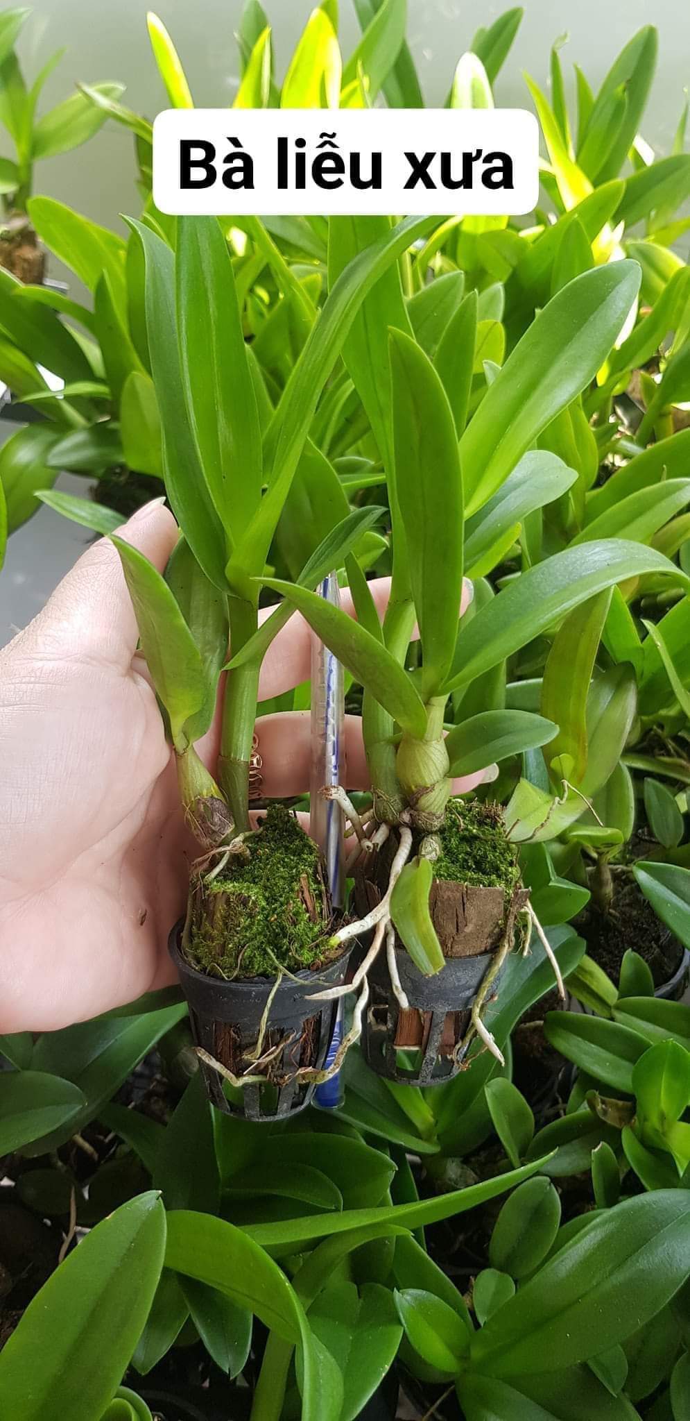 Hoa lan nắng bà liễu thơm