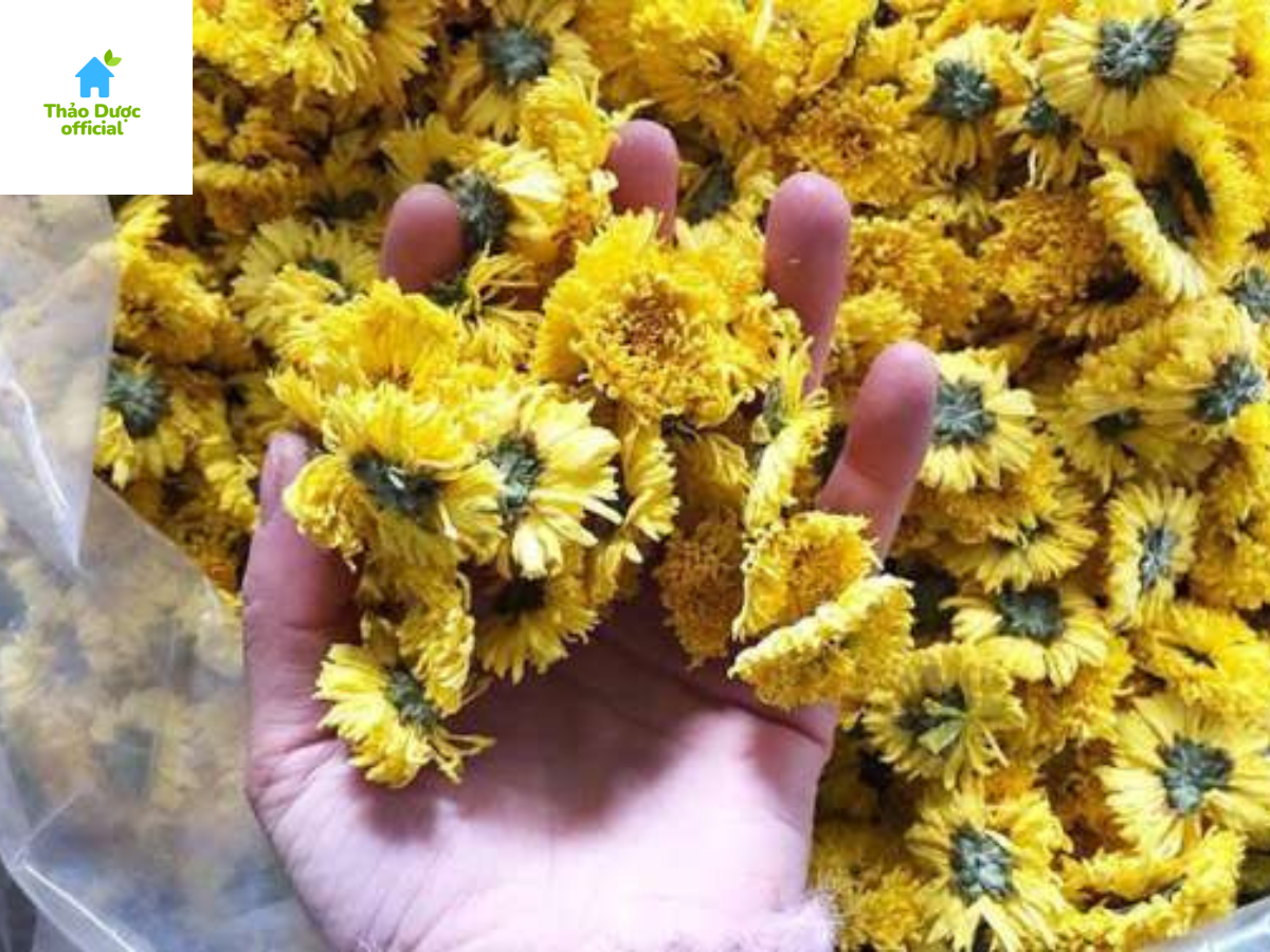 Hoa cúc vàng sấy khô túi 100g,200g,300g