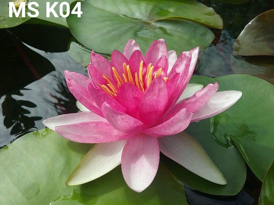 Củ hoa súng Thái Lan màu đỏ dưa hấu