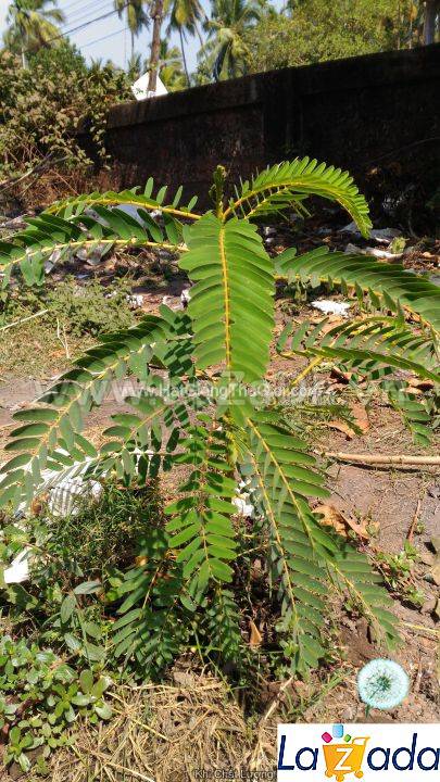 10h Hạt Giống Bông So Đũa Thái Đỏ (C5.301| C51*W35*M010)