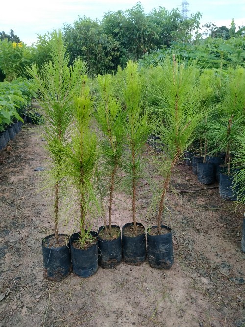 Conbo 2 Cây thông giống trồng làm cây cảnh"bonsai" cao 45cm