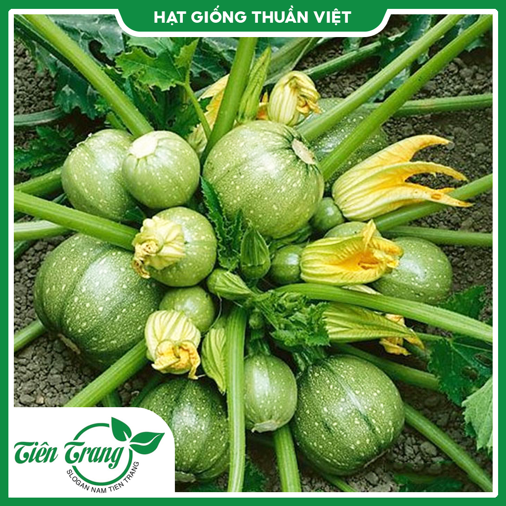 Hạt giống Bí Ngồi Tròn