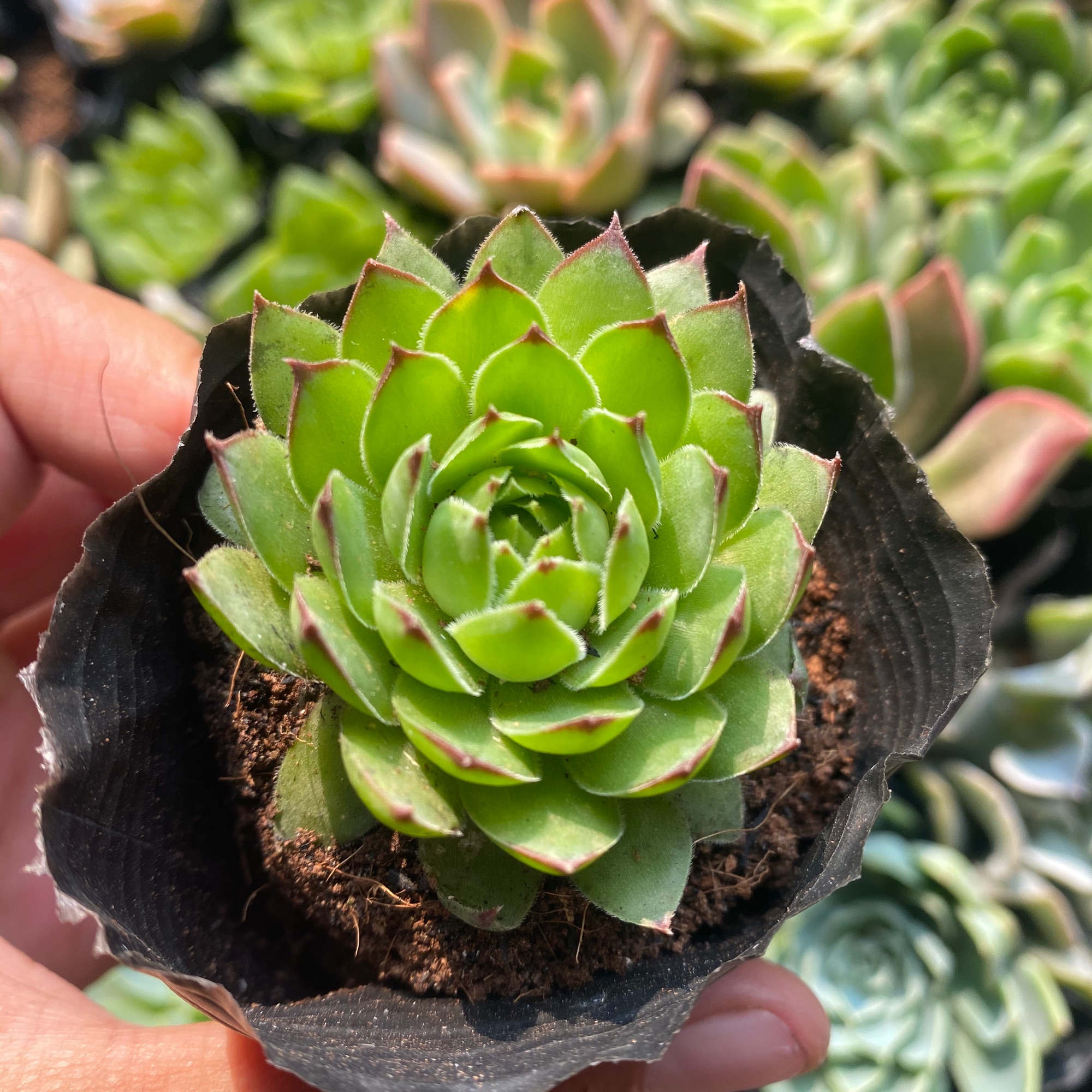 SEN ĐÁ PHẬT BÀ 4-6CM