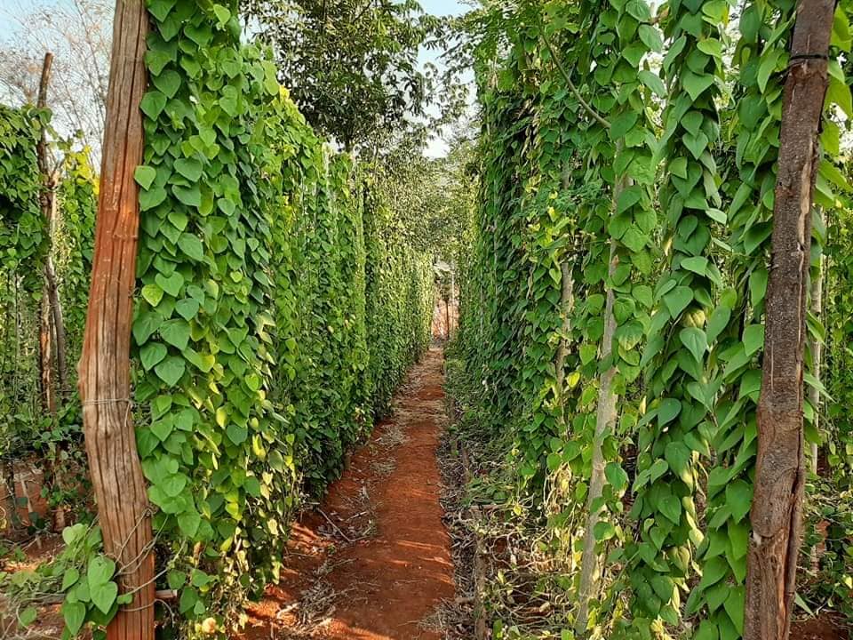 Combo 10 cây sương sâm rừng (sâm lông) gieo hạt