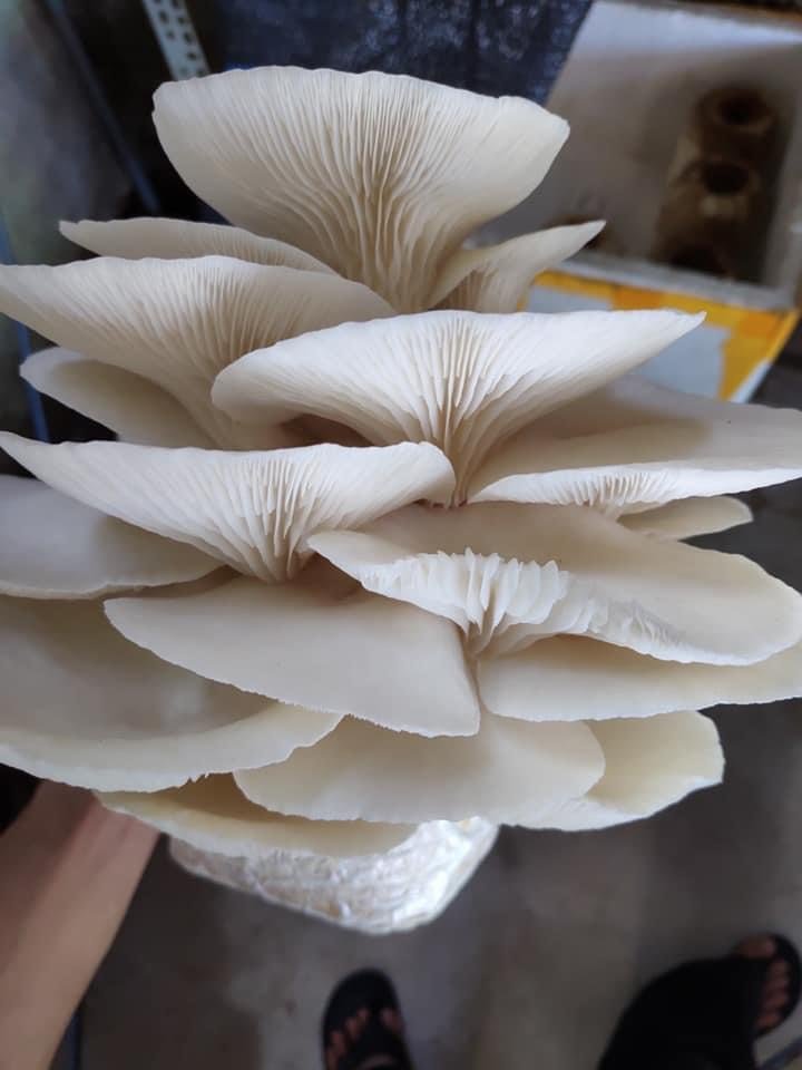 Phôi nấm Sò thái