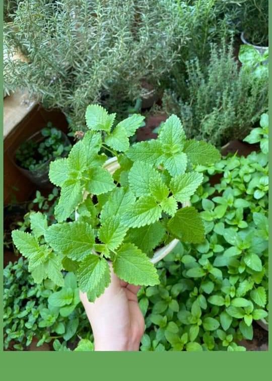 Cây bạc hà Chanh Sả Lemon balm