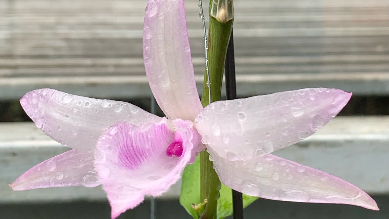 Phi Điệp Hồng K3 hàng giống