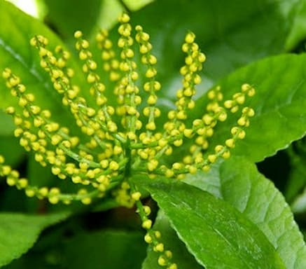 Cây Hoa Sói HOA THƠM - Lợi Ích Tuyệt Vời Cho Sức Khỏe