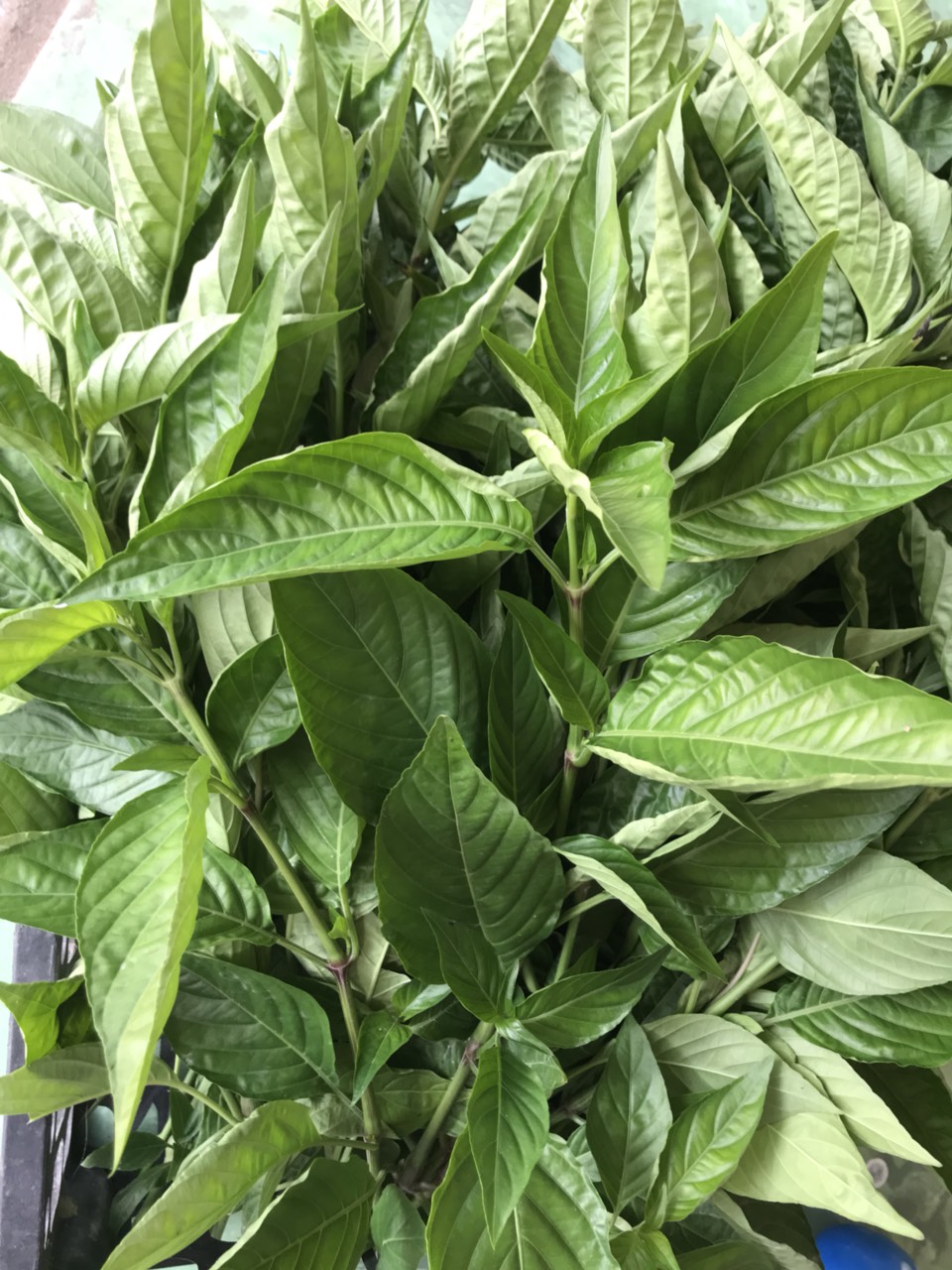 0.5kg lá cẩm tím tươi