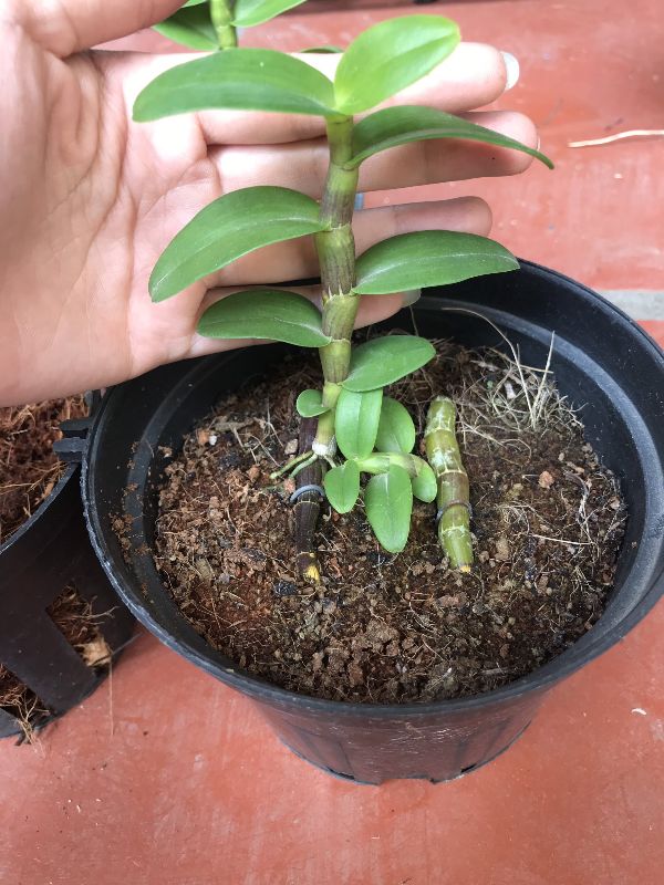 Trầm vương giả