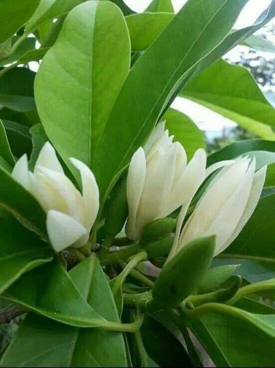 Cây hoa ngọc lan trắng