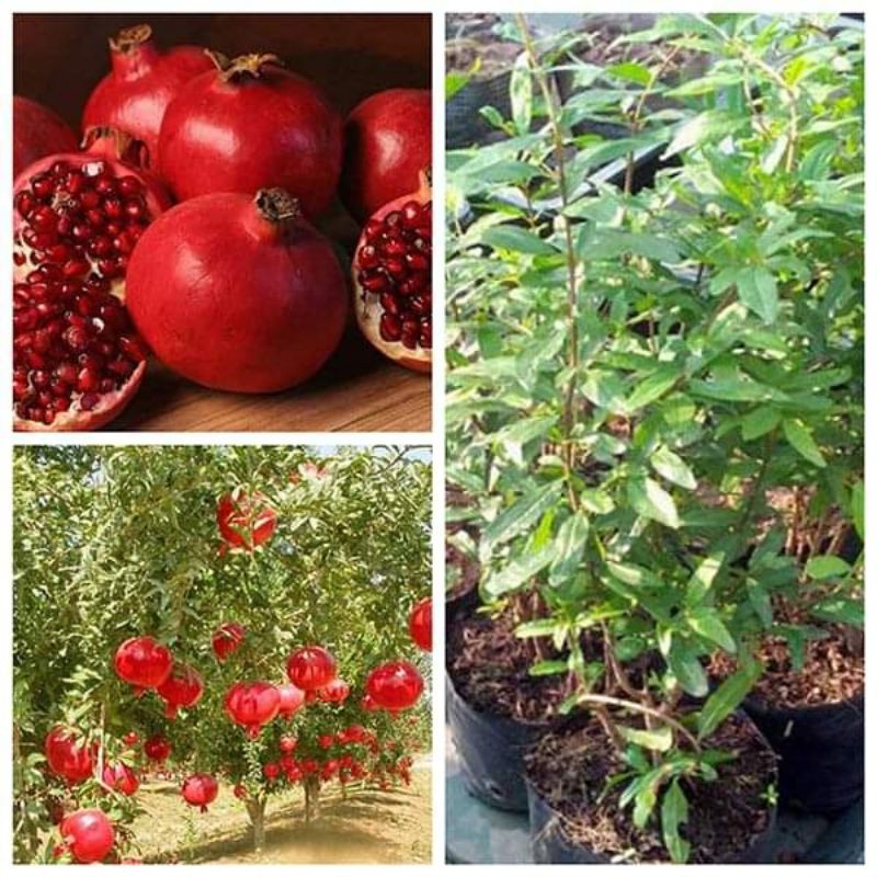 Cây giống lựu đỏ ấn độ f1 siêu sớm trái to