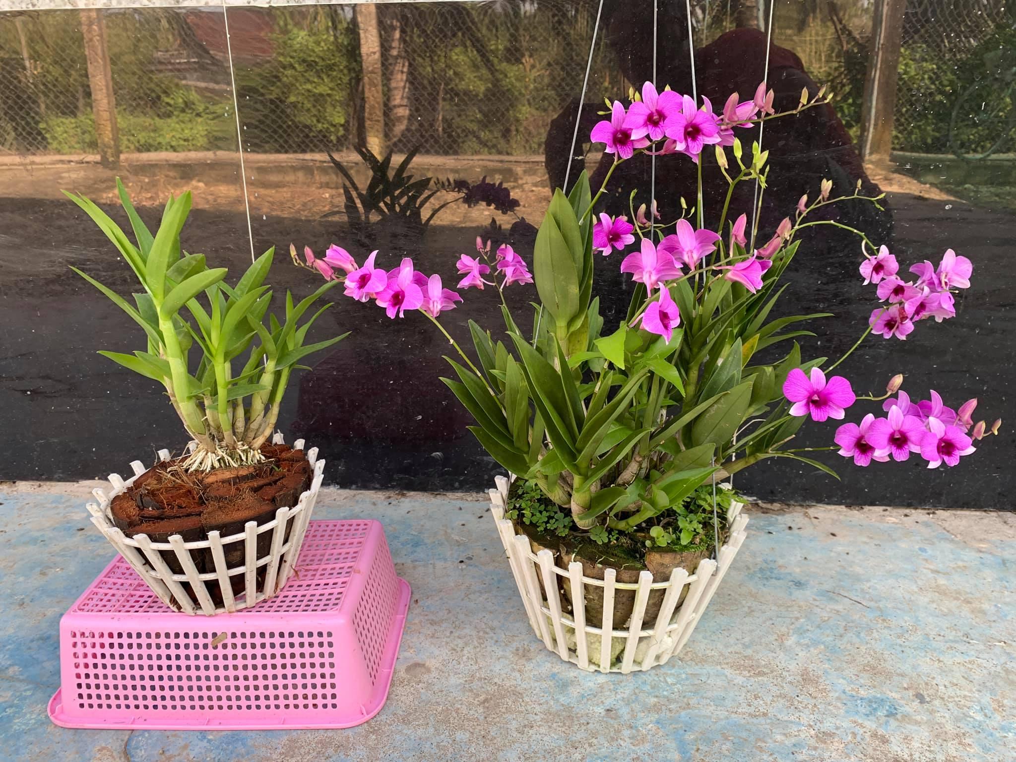 Hoa lan dendro mini yaya hàng bụi lùm siêu nhiều cây