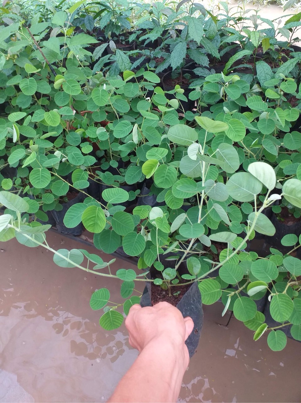 Cây kim tiền thảo