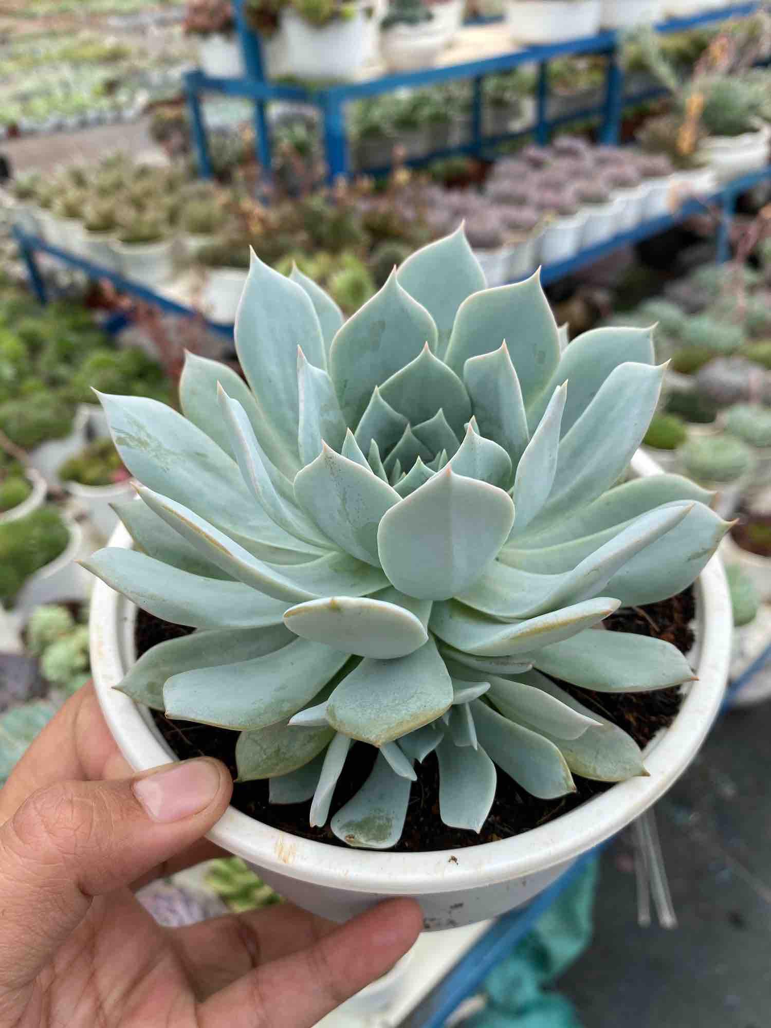 [HCM]SEN ĐÁ NGỌC TRINH