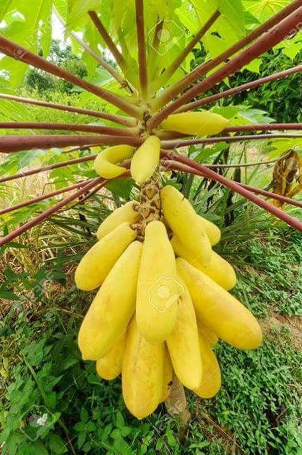 Hạt giống Đu đủ vàng Thái Lan