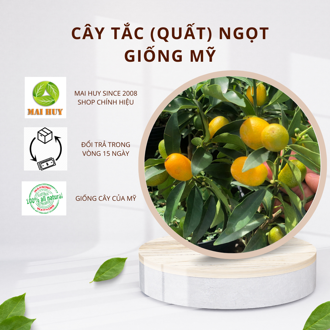 Cây ăn trái tắc ngọt mỹ mai huy msp 2973