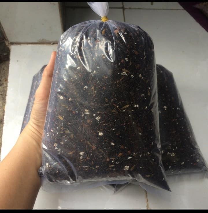Đất trộn trồng sen đá - xương rồng