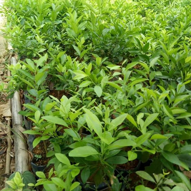 cây chanh tứ quý