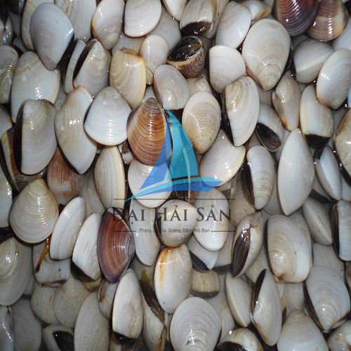 [HCM]HCM -nghêu trắng sống Việt Nam 30-50con/ký  - Giao Nhanh