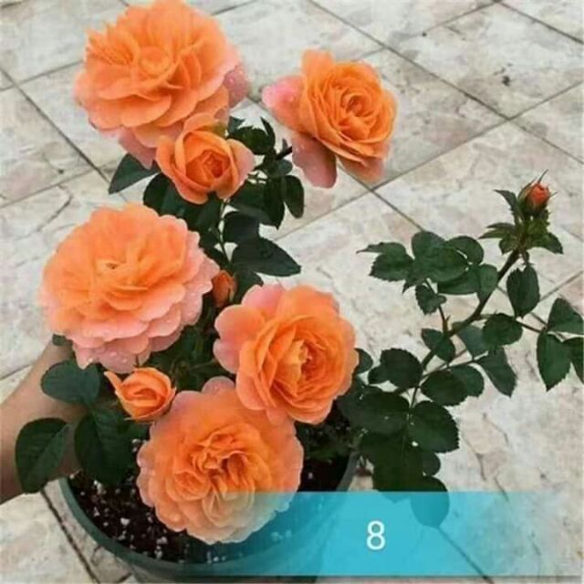 Combo 10 gốc hoa hồng ngoại nhiều màu
