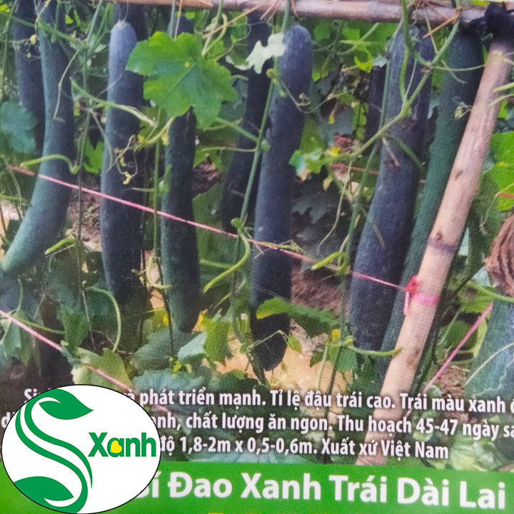 Hạt giống bí đao xanh trái dài lai f1