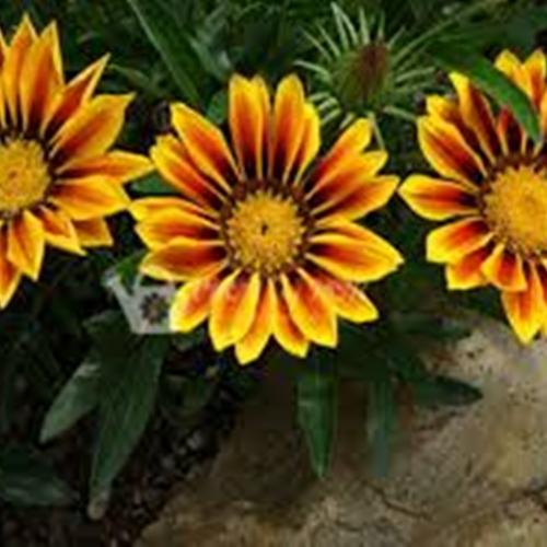 Hạt Giống Cúc Huân Chương - Xuất Xứ Đức - Túi 50 Hạt Chất Lượng Cao