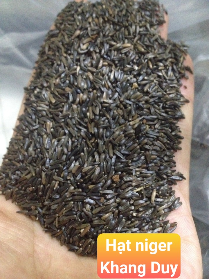 hạt niger kích cồ cho chim yến hót - manh manh