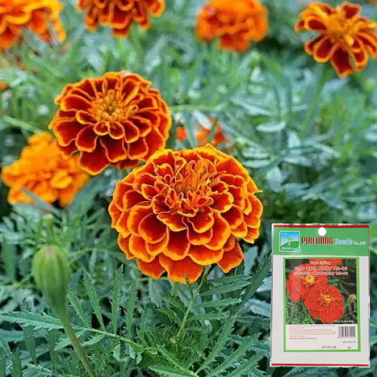 [HCM]Hạt giống Hoa vạn thọ Pháp PN 06 - 1g - PhuNongSeeds - Hạt Giống Rau Củ Quả Nảy Mầm Nhanh Sinh Trưởng Mạnh - S Garden